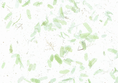 Tamarinde blaadjes groen