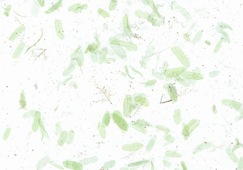 Tamarind leaves Green