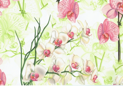 Orchidea