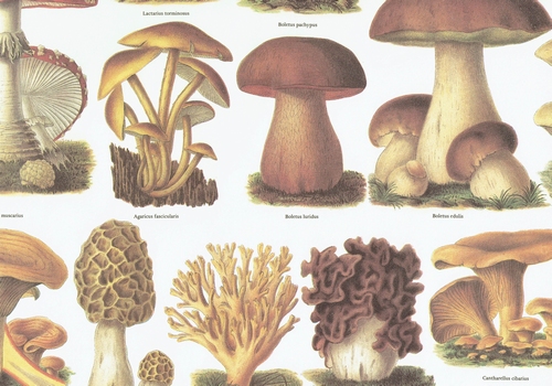 Funghi