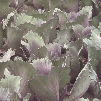 Red cabbage field