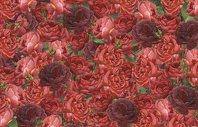Rose Rosse