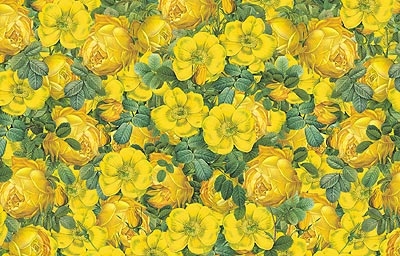 Rose Gialle